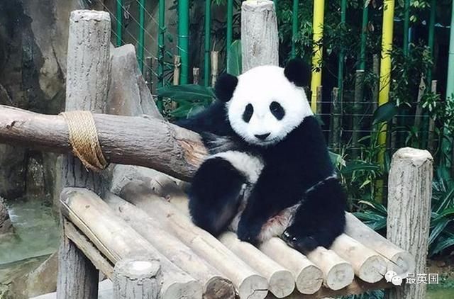 外国人哭诉大熊猫养不起!一天一万块钱胡萝卜