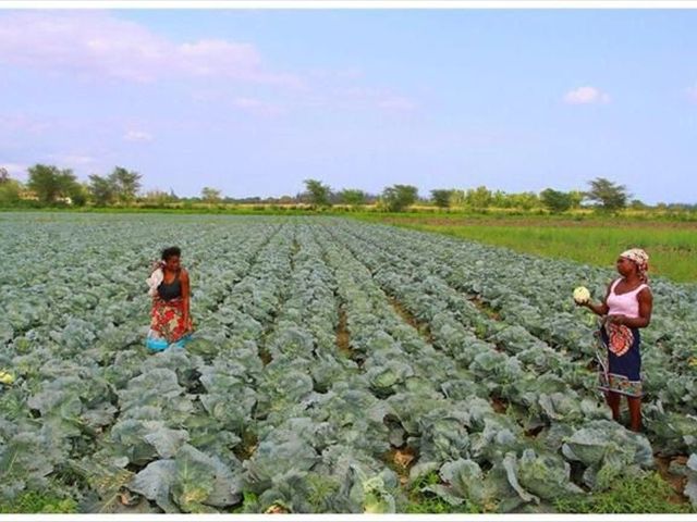 非洲人为什么不愿意种地,中国人过去后,非洲农