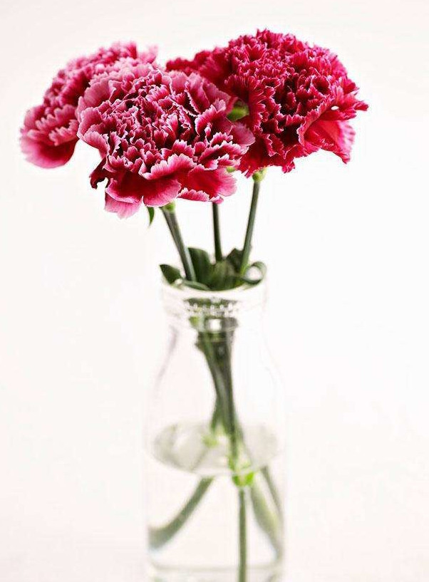 冬季鲜花养护的小知识