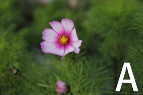 SONY7RM3、佳能5D4和索尼A7R2哪款好