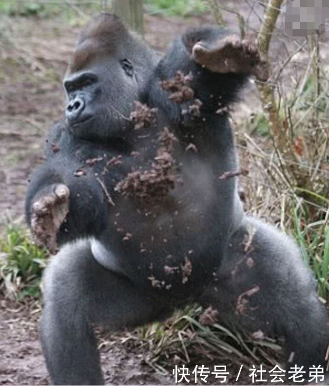 大猩猩听到游客尖叫声,抓起东西扔向人群,众人