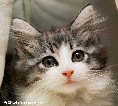健康挪威森林猫的挑选方法及幼猫的喂养常识