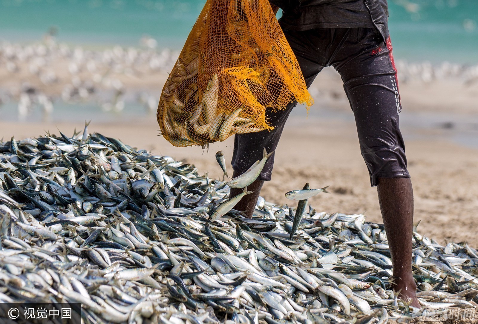 数万沙丁鱼集结海面现巨大黑影 阿曼渔民合作捕捞享受丰收喜悦