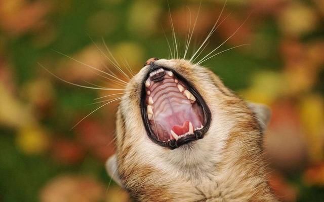 猫屎虽臭,但你知道猫咪的这个部位也很臭吗?一