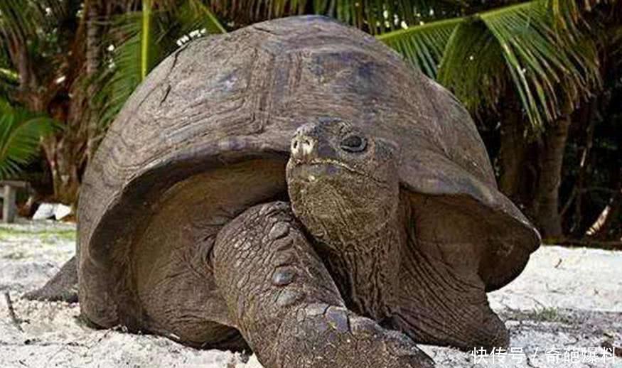 6种令人惋惜的灭绝动物,第4种可能在中国重新发现