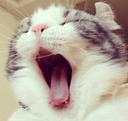 喵星人打哈欠太萌,隔着屏幕都跟着一起打哈欠