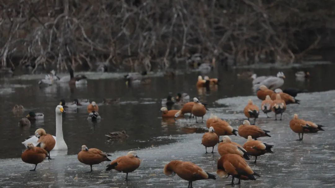 春暖花开，候鸟北归，这份北京观鸟指南请查收