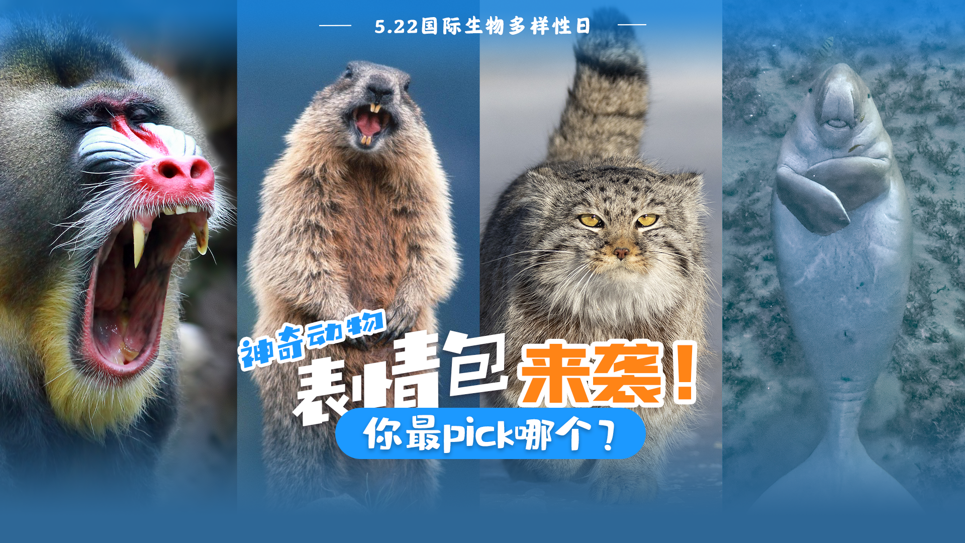 国际生物多样性日｜神奇动物表情包来袭 你最Pick哪个？