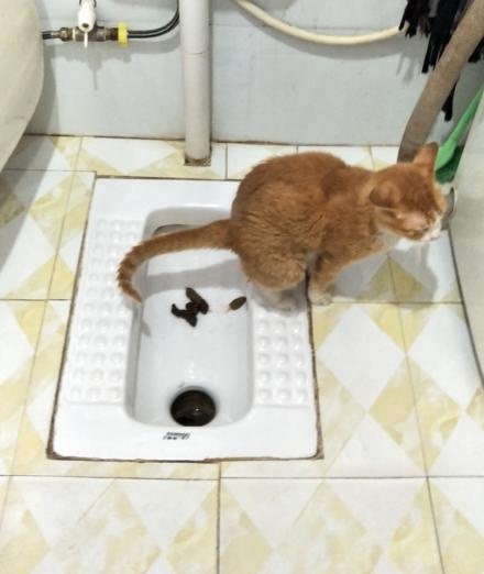 宠主每次上厕所发现有屎没冲都大骂男票恶心,直到有天看到这幕