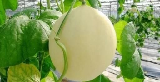 费县薛庄镇首届甜瓜节暨甜瓜擂台赛5月18开幕