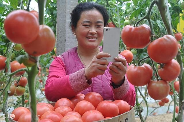 经常吃的番茄炒蛋,是长胖的关键!你确定还要吃