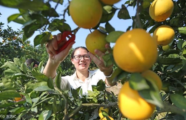 百年柑橘发展历程,辉煌壮阔,种柑人都要了解