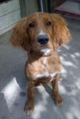 哈士奇、金毛杂交的后代居然是这样,真是难以