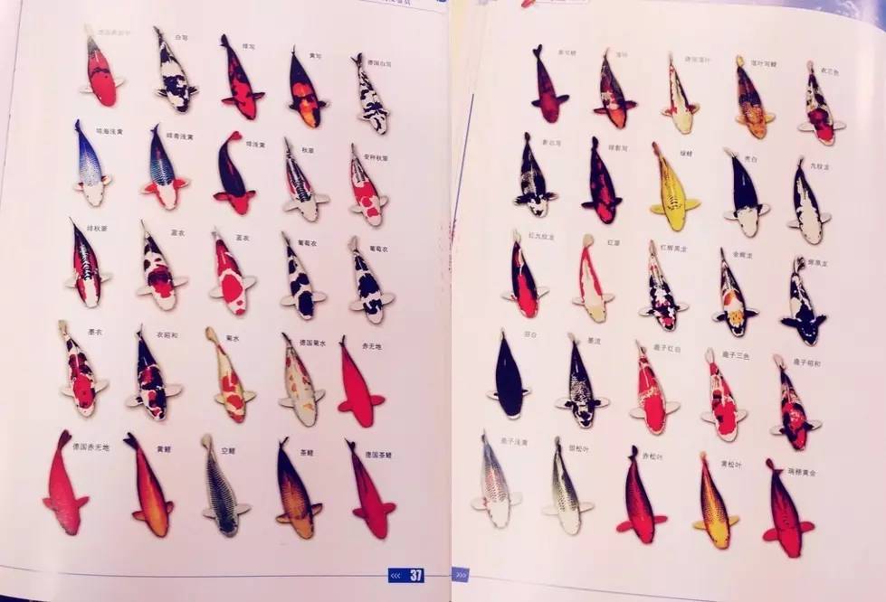 转发这篇充满了锦鲤的文章,你的运气也不见得会变好