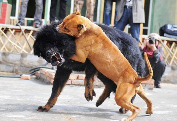 世界最凶的狗_世界上十大最凶猛的狗狗,排名第一的没有痛觉,完虐藏獒