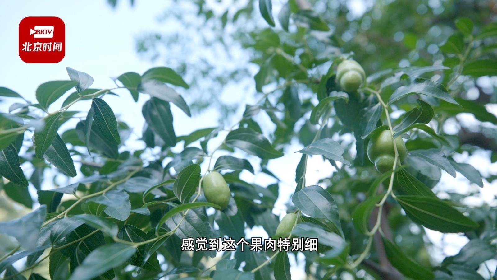 枝上没有刺儿，枣形似葫芦，这样的枣树您见过吗？_北京时间