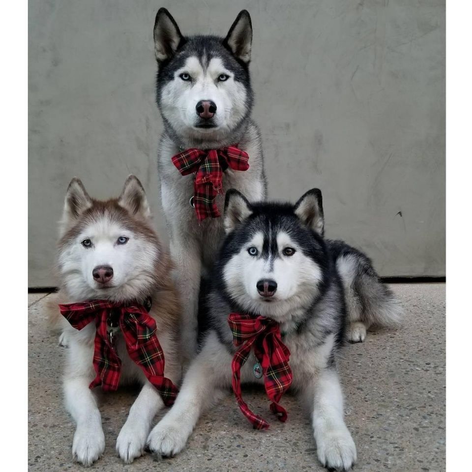 其实挺羡慕这些养了一群哈士奇的网友,能跟二哈们在一起生活想必也是