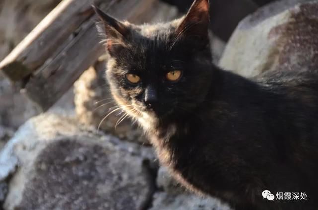 邑西古镇官路的前世今生