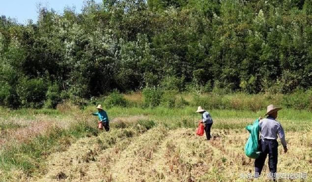 今年起国家出手打击农村这五大乱象,让农民