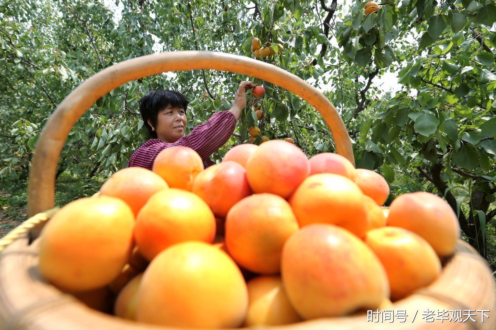 曾入京进上的贡品-- 四间房水尖嘴杏