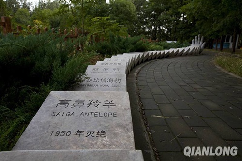 眼睁睁看着最后一只夏威夷金顶树蜗死亡 "世界灭绝动物墓地"多米诺骨牌又倒一块 眼睁睁看着最后一只夏威夷金顶树蜗死亡 "世界灭绝动物墓地"多米诺骨牌又倒一块