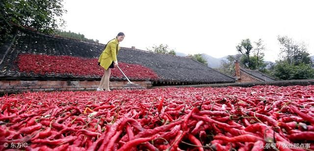 种什么蔬菜多赚钱?2018年这几种蔬菜菜农不宜