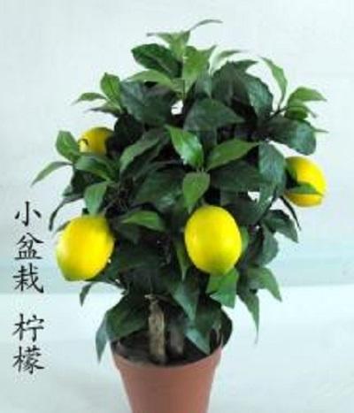 家庭种植盆栽柠檬的方法