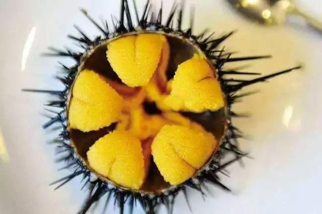 澳洲又生物泛滥了,这次是三文鱼!预测澳洲签证