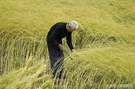 中国又一次取消美国大豆订单,美国豆农绝望?下