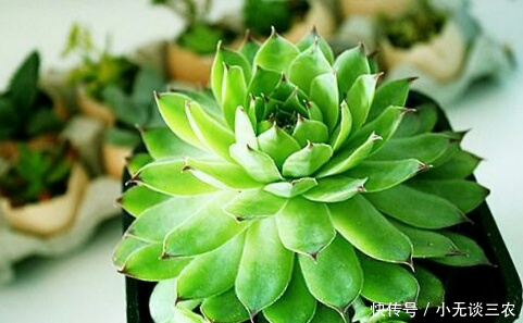 多肉植物多长时间浇一次水比较合适?来看看这