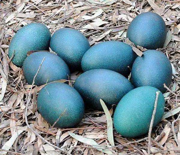男子野外随手捡到"墨绿色蛋", 了解真相后, 大喊真是撞大运了
