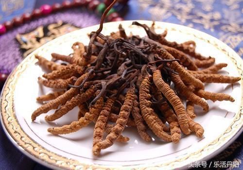 冬虫夏草可以和茶叶一起泡着喝吗 冬虫夏草适