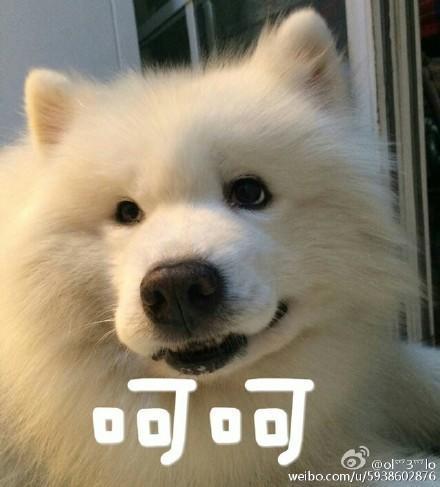 一直怀疑家里养的是猫还是松鼠,网友看后:松猫