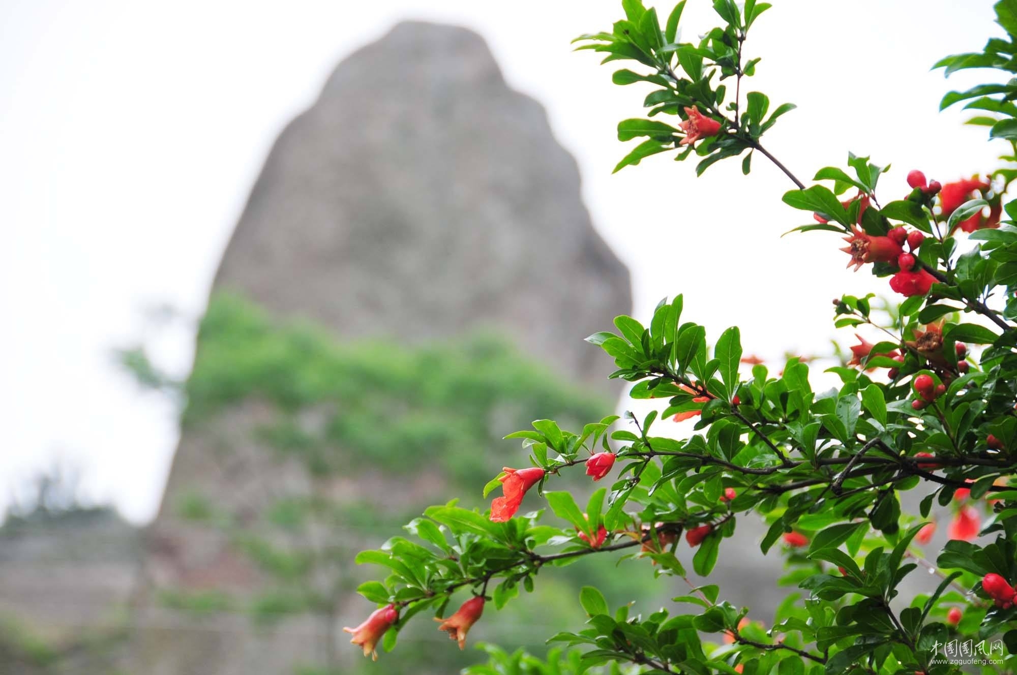 山门前的石榴花 (文/褚向平)