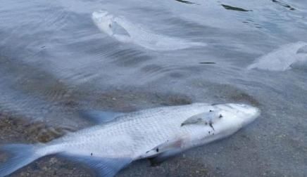 军演炸死的鱼,怎么处理