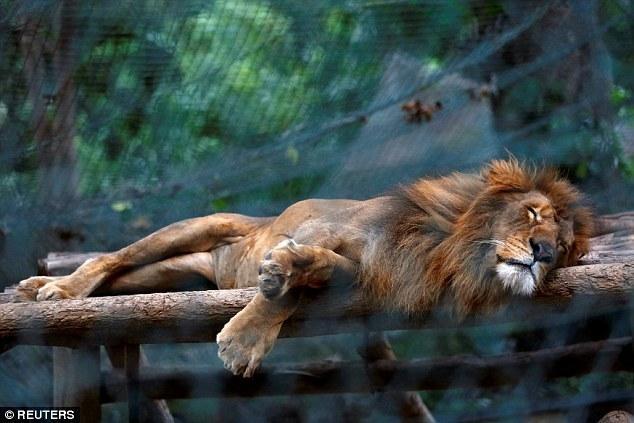 委内瑞拉经济危机仍持续 动物园50只动物被饿