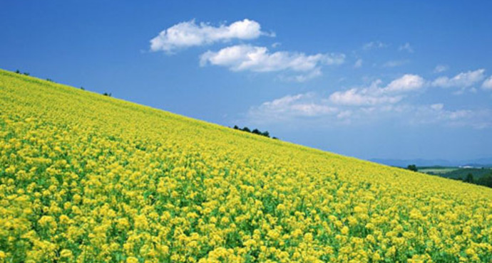 2018上海莊行菜花節攻略 (時間 地點 交通)