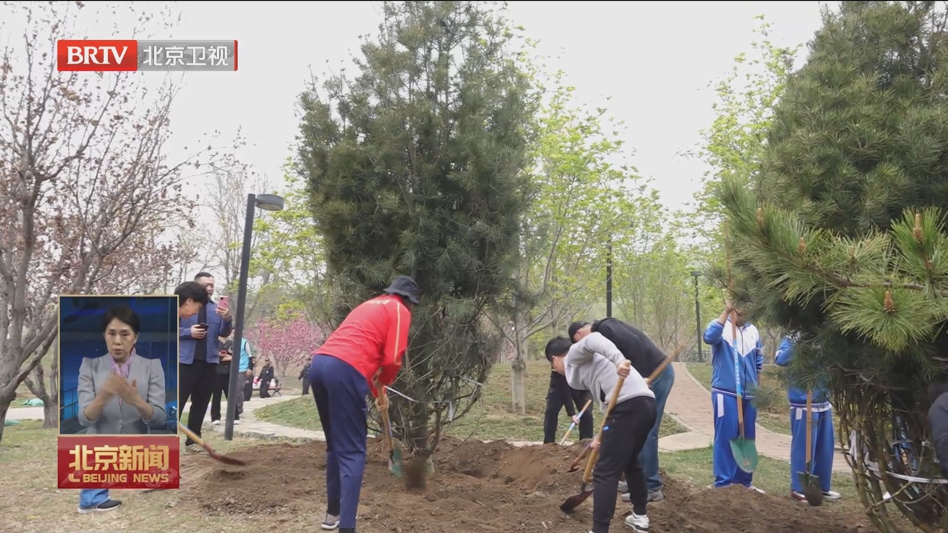 全民植树增绿：首都各行各业积极参与义务植树活动