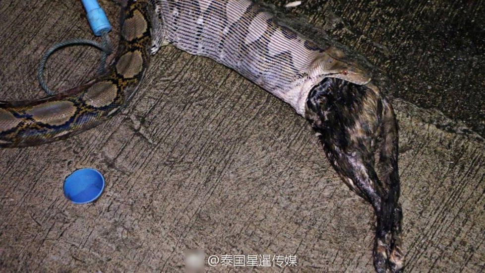 恐怖!3米长大蟒蛇入侵民宅 活吞母猫一家四口