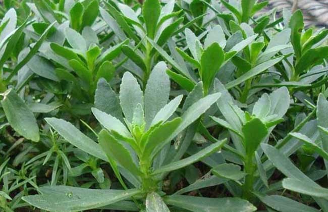 农村有一种野菜,养心平肝降血压,营养非常丰富,你认识吗
