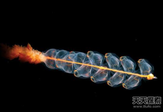 庞贝虫(pompeii worm)