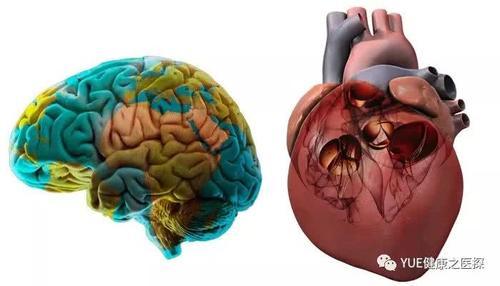 脑死亡和心死亡哪个更靠谱?脑死亡和植物人有