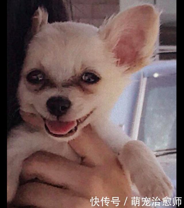 吉娃娃被遗弃在机场,而纸条上写的原因,让大家