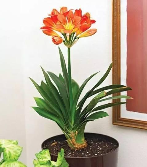 君子兰这样养,一年长了3对叶子,随便养就能开花不断!-北京时间