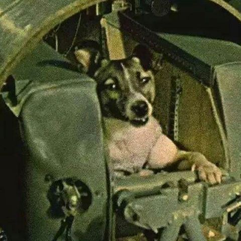 第一个上太空的人是英雄,第一只上太空的狗却