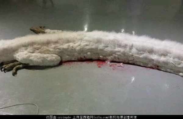 全世界震惊!神仙在昆仑山,有人拍到了!