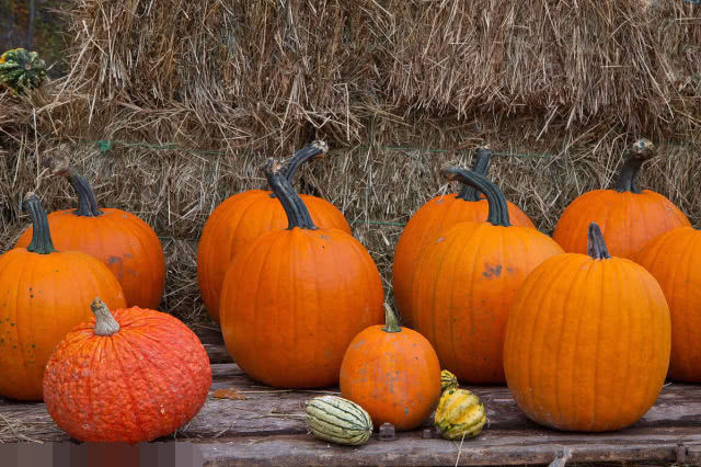 为什么只有冬瓜,西瓜,南瓜,没有北瓜呢?网友:原