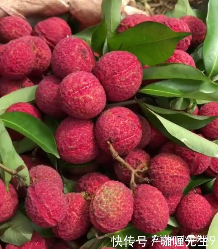 农民种植的无核荔枝,一斤50元,亩产千斤,年赚