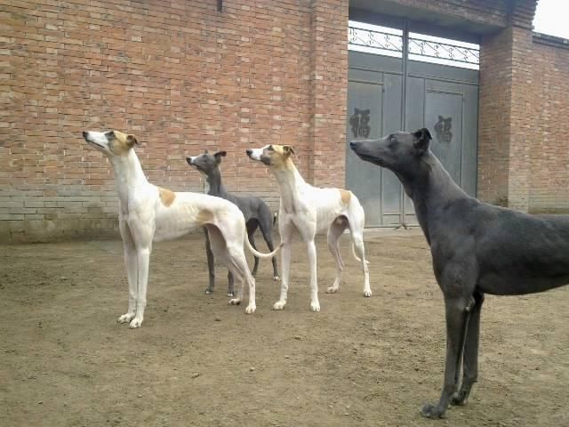 怎么区分老版灵缇和新版灵缇,它们和格力犬又