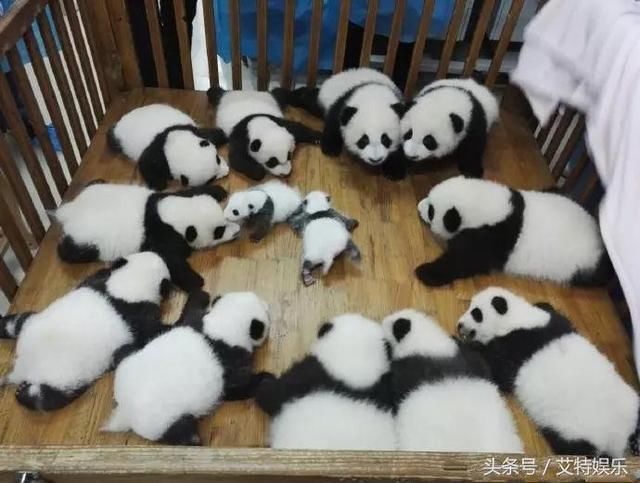 大熊猫在国外的地位怎么样?外媒:头可断血可流